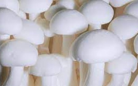 വരുന്നു 100 കൂൺ ഗ്രാമങ്ങൾ: സംസ്ഥാന തല ഉദ്ഘാടനം 28ന്