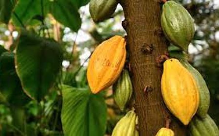 കർഷകർക്ക് പ്രതീക്ഷയേകി കൊക്കോവില വീണ്ടും ഉയരുന്നു