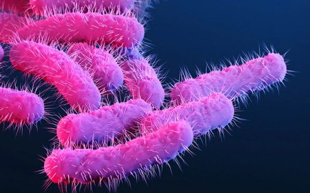 മലപ്പുറത്ത് ഷിഗല്ല സ്ഥിരീകരിച്ചു