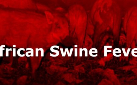 തൃശൂരിൽ ആഫ്രിക്കൻ പന്നിപ്പനി സ്ഥിരീകരിച്ചു