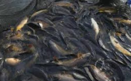 ദേശീയ മത്സ്യകര്‍ഷക ദിനം നാളെ