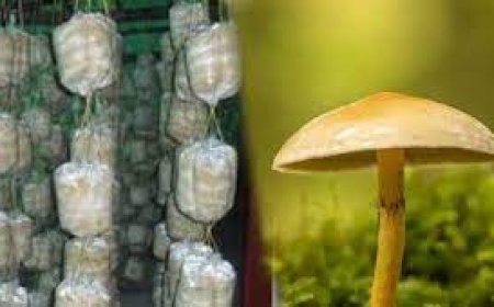 കൂൺ വിത്തുൽപാദന പരിശീലനം