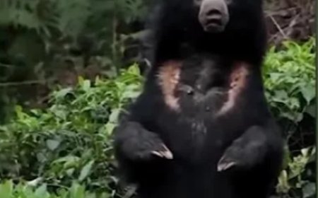 വാ​ല്‍​പ്പാ​റ​യി​ല്‍ തേ​യി​ല​ത്തോ​ട്ട​ത്തി​ല്‍ ക​ര​ടി​യി​റ​ങ്ങി