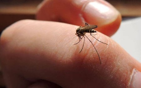 മലപ്പുറത്ത് നാല് പേർക്ക് മലമ്പനി സ്ഥിരീകരിച്ചു ; ജാഗ്രതാ നിർദേശം