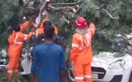 ആലപ്പുഴ കരിമുളയ്ക്കലിൽ കാർ വാഷ് സ്ഥാപനത്തിനു മുന്നിൽ മരം കടപുഴകി വീണു