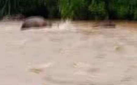 കു​ട്ട​മ്പു​ഴ​യാ​റി​ല്‍ കാ​ട്ടാ​ന ഒ​ഴു​കി​പ്പോ​യി