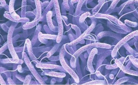 തിരുവനന്തപുരത്ത് ഒരാള്ക്ക് കൂടി കോളറ സ്ഥിരീകരിച്ചു