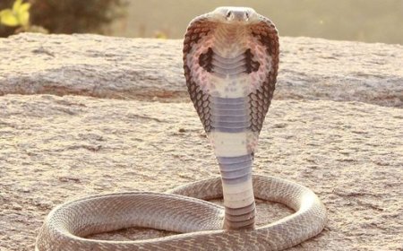 പാമ്പുപിടുത്തത്തിൽ പരിശീലനം