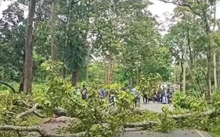 വയനാട് ദേശീയപാതയില് മരം വീണ് ഗതാഗതം തടസപ്പെട്ടു