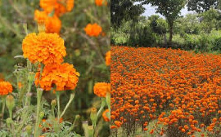 ഓണത്തിന് കുടുബശ്രീയുടെ പൂക്കളും വിഷമുക്ത പച്ചക്കറികളും * കുടുംബശ്രീയുടെ പൂക്കളുമായി 'നിറപ്പൊലിമ'  * വിഷവിമുക്ത പച്ചക്കറികൾക്ക് 'ഓണക്കനി