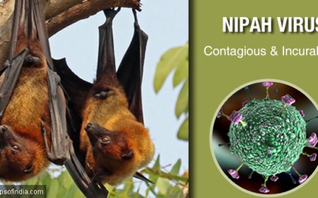 നിപ: ഒമ്പതു പേരുടെ പരിശോധനാ ഫലം നെഗറ്റീവ്- മന്ത്രി വീണാ ജോര്‍ജ്