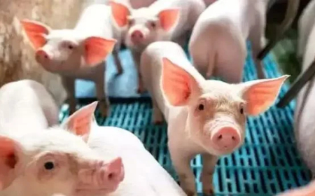 കണ്ണൂരിൽ ആഫ്രിക്കൻ പന്നിപ്പനി സ്ഥിരീകരിച്ചു