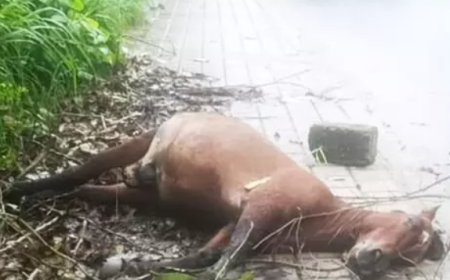 നിലമ്പൂരിൽ മിനി വാൻ ഇടിച്ച് കുതിര ചത്തു