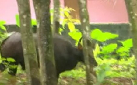 മം​ഗ​ല​പു​രം ടെ​ക്‌​നോ സി​റ്റി​ക്ക് സ​മീ​പ​മി​റ​ങ്ങി​യ കാ​ട്ടു​പോ​ത്തി​നെ മ​യ​ക്കു​വെ​ടി​വ​ച്ചു