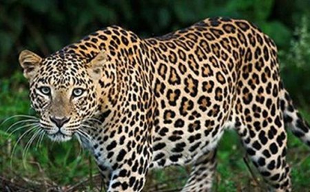 പാലപ്പിള്ളിയില് പുലിയിറങ്ങി : പശുവിനെ കൊന്നു