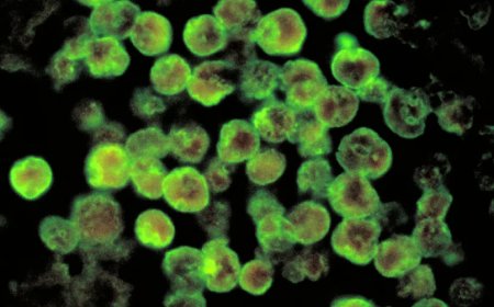 അമീബിക് മസ്തിഷ്‌ക ജ്വരം : വിദേശത്തുനിന്ന് മരുന്നെത്തിക്കും,ആദ്യ ബാച്ച് ഇന്ന് തിരുവനന്തപുരത്തെത്തും