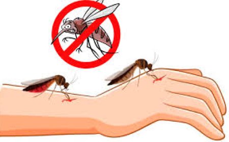 മലപ്പുറം ജില്ലയിൽ പ്രാണിജന്യരോഗ നിയന്ത്രണത്തിന്റെ ഭാഗമായി ജീവനക്കാരെ നിയമിക്കുന്നു