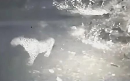 ഇ​ടു​ക്കി അ​യ്യ​പ്പ​ന്‍​കോ​വി​ല്‍ ച​പ്പാ​ത്ത് വ​ള്ള​ക്ക​ട​വ് പു​തു​വ​ലി​ല്‍ പു​ലി​യി​റ​ങ്ങി