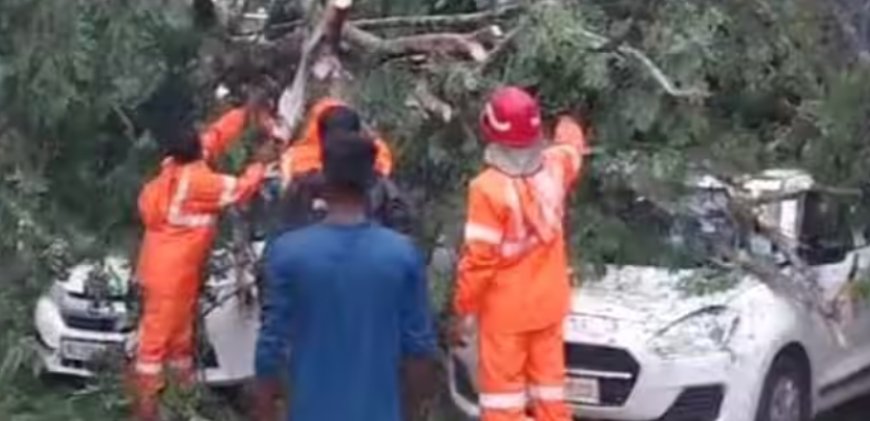 ആലപ്പുഴ കരിമുളയ്ക്കലിൽ കാർ വാഷ് സ്ഥാപനത്തിനു മുന്നിൽ മരം കടപുഴകി വീണു