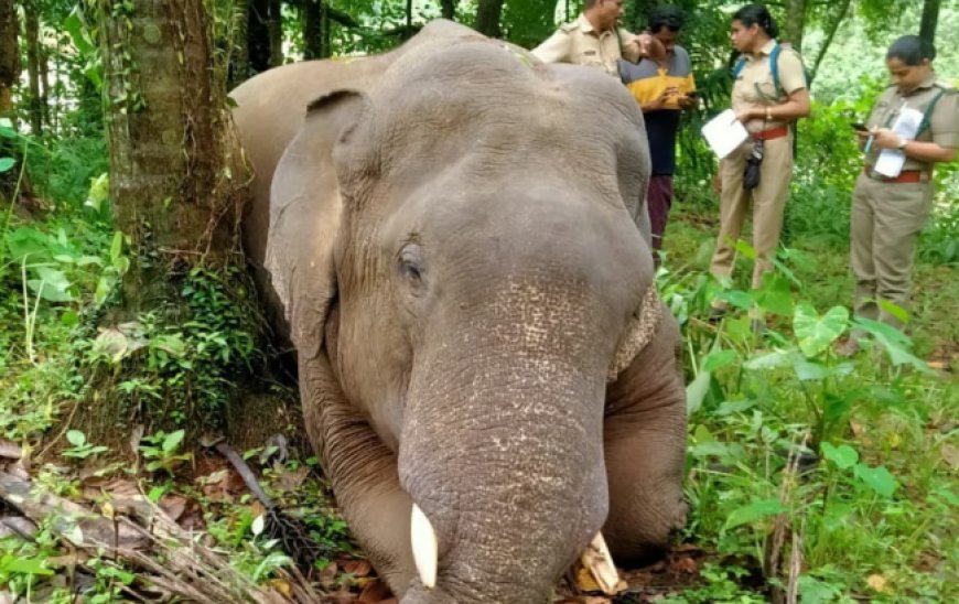 ഇടുക്കി കാഞ്ഞിരവേലിയിൽ കാട്ടാനയെ ചരിഞ്ഞ നിലയിൽ കണ്ടെത്തി