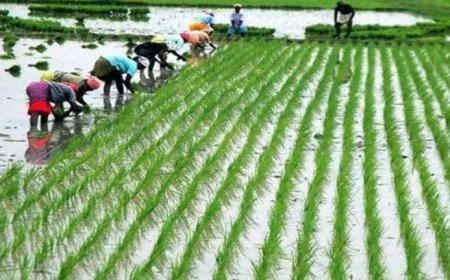 പുഞ്ച പമ്പിങ് സബ്സിഡി ഇനത്തിൽ 35.16 കോടി രൂപ അനുവദിച്ചതായി മന്ത്രി കെ എൻ ബാലഗോപാൽ