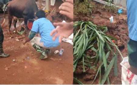 ദുരന്ത ഭൂമിയിൽ ഒറ്റപ്പെട്ട പശുക്കൾക്ക് ഭക്ഷണമെത്തിച്ച് ക്ഷീര വികസന വകുപ്പ്