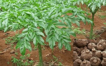 ചേനയ്ക്കും ചേമ്പിനും വില 100 പിന്നിട്ടു