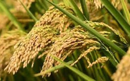 1199 വിടചൊല്ലി,കേരളത്തിന്റെ  1200 എന്ന കൊല്ലവർഷത്തിന് ചിങ്ങപ്പുലരിയിൽ ഇന്ന് തുടക്കം