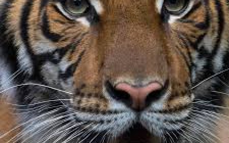 അത്തോളിയിൽ പുലിയിറങ്ങിയതായി സംശയം .