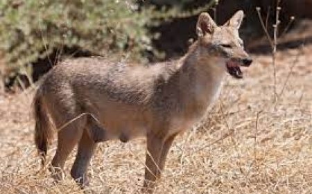 കണ്ണൂർ കുഞ്ഞിമംഗലത്ത് കുറുക്കന്റെ ആക്രമണത്തിൽ 23 പേർക്ക് പരിക്കേറ്റു