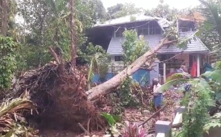 കനത്ത മഴ; തിരുവല്ലയിൽ മരം കടപുഴകി വീടിന് മുകളിലേക്ക് വീണു