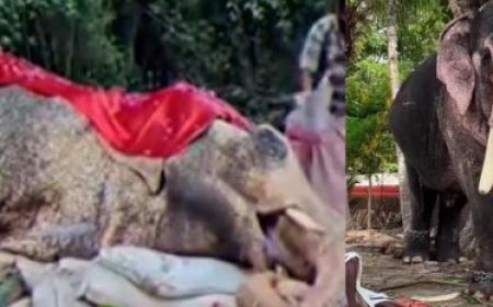 പുതുപ്പള്ളിക്കാരുടെ പ്രിയങ്കരനായിരുന്ന പുതുപ്പള്ളി അർജുനൻ ചെരിഞ്ഞു