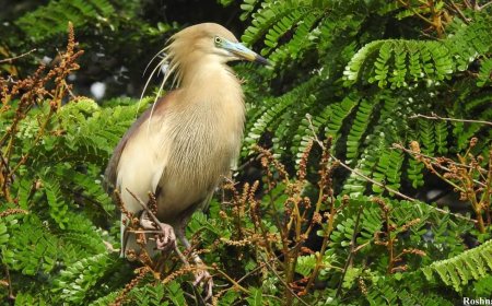 കാസർഗോഡ് ജില്ലയിൽ  നീർപക്ഷികൾ കൂടൊരുക്കുന്ന  കൊറ്റില്ലങ്ങളുടെ  സർവ്വേ പൂർത്തിയായി.