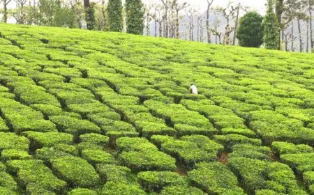 തോട്ടവിളകൾ പ്രധാനമന്ത്രി ഇൻഷുറൻസ് സ്കീമിൽ ചേർക്കാം