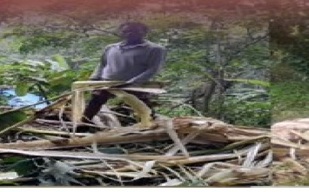 ആനക്കൂട്ടം  അർദ്ധ രാത്രിയിൽ വീട്ടുമുറ്റത്ത്‌ ,ഭയന്ന് വീട്ടുകാർ ..കുട്ടപ്പായിപ്പാടിയിൽ  പുലരുംവരെ കൃഷിനശിപ്പിച്ച്  അഞ്ചോളം കാട്ടാനകൾ