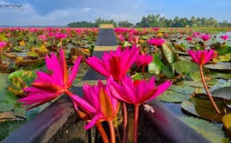 ആമ്പൽ വസന്തവുമായ് മലരിക്കൽ,