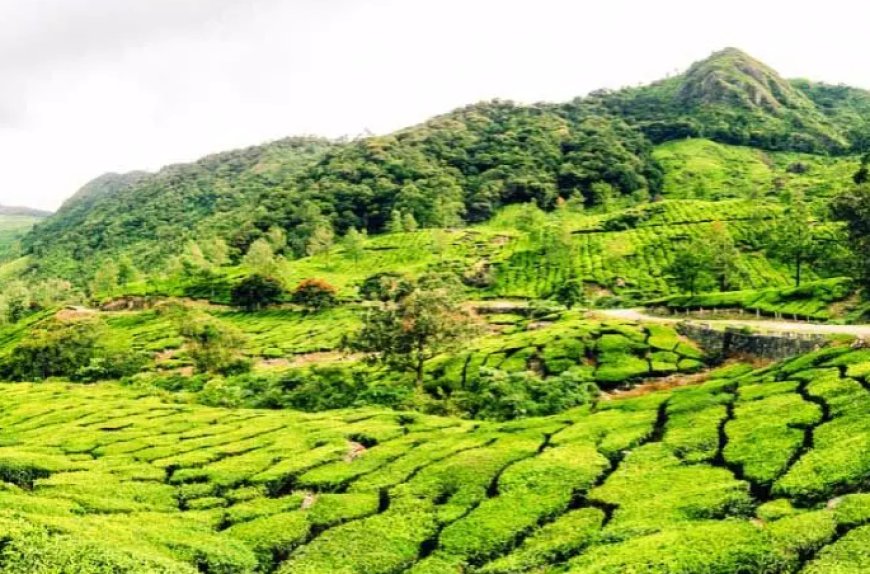 പ​ശ്ചി​മഘ​ട്ട പ​രി​സ്ഥി​തി ലോ​ലമേ​ഖ​ല; കരടിൽ വില്ലേജുകളെ ഒഴിവാക്കാത്തതിൽ പ്രതിഷേധം