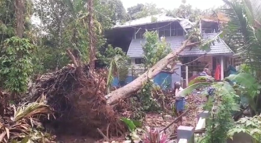 കനത്ത മഴ; തിരുവല്ലയിൽ മരം കടപുഴകി വീടിന് മുകളിലേക്ക് വീണു