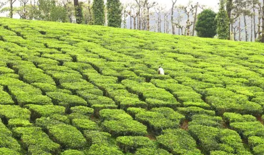 തോട്ടവിളകൾ പ്രധാനമന്ത്രി ഇൻഷുറൻസ് സ്കീമിൽ ചേർക്കാം