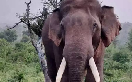 ചക്കകൊമ്പൻ ചിന്നക്കനാൽ 301 കോളനിയിൽ വീട് തകർത്തു