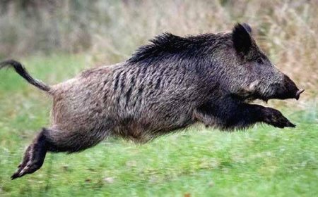 മലപ്പുറത്ത്  വീട്ടമ്മയെ ആക്രമിച്ച് പരിക്കേൽപ്പിച്ച കാട്ടുപന്നിയെ വെടിവച്ച് കൊന്നു