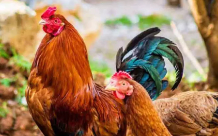 പക്ഷിപ്പനി; നാല്​ ജില്ലകളിൽ വളർത്തുപക്ഷികൾക്ക്​​ നിരോധനം