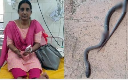 കാസർഗോഡ്  അധ്യാപികക്ക് സ്‌കൂൾ വരാന്തയിൽവെച്ച് പാമ്പ് കടിയേറ്റു.