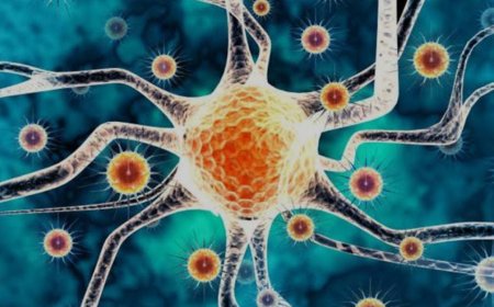 മലപ്പുറം ജില്ലയില്‍ മരണമടഞ്ഞ 24 വയസുകാരന് നിപ സ്ഥിരീകരിച്ചു