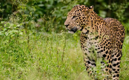 മുപ്ലിയില്‍ ജനവാസ മേഖലയില്‍ വീണ്ടും പുലി