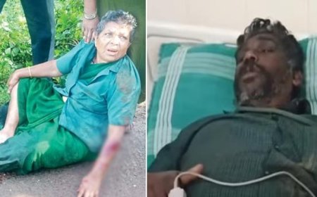 മൂ​ന്നാ​റി​ൽ കാ​ട്ടാ​ന ആ​ക്ര​മ​ണം: ര​ണ്ടു തൊ​ഴി​ലാ​ളി​ക​ള്‍​ക്കു പ​രി​ക്ക്