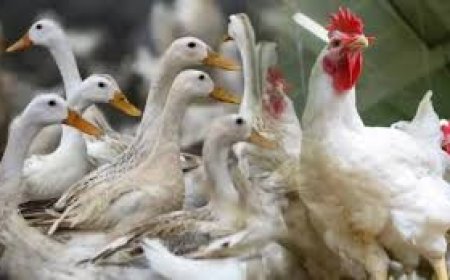 പക്ഷിപ്പനി: മൂന്നു താലൂക്കുകളിൽ നിയന്ത്രണവും പരിശോധനയും