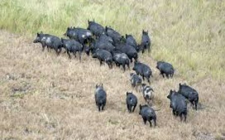 കാട്ടുപന്നി ശല്യം പരിഹരിക്കുന്നതിനായി പ്രത്യേക സ്‌ക്വാഡുകൾ രൂപീകരിക്കും : മന്ത്രി എ.കെ.ശശീന്ദ്രൻ