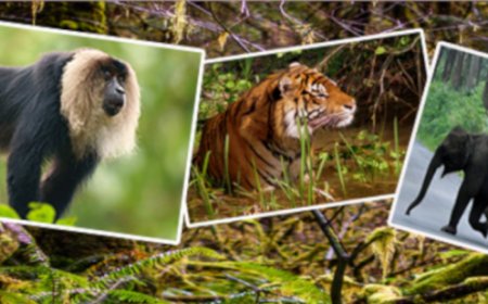 വന്യജീവി വാരാഘോഷത്തിന് ഇന്ന് തുടക്കം