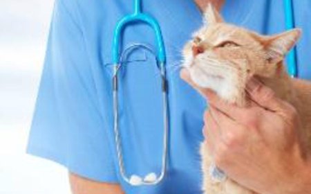 വെറ്ററിനറി ഡോക്ടർമാരെ ആവശ്യമുണ്ട്